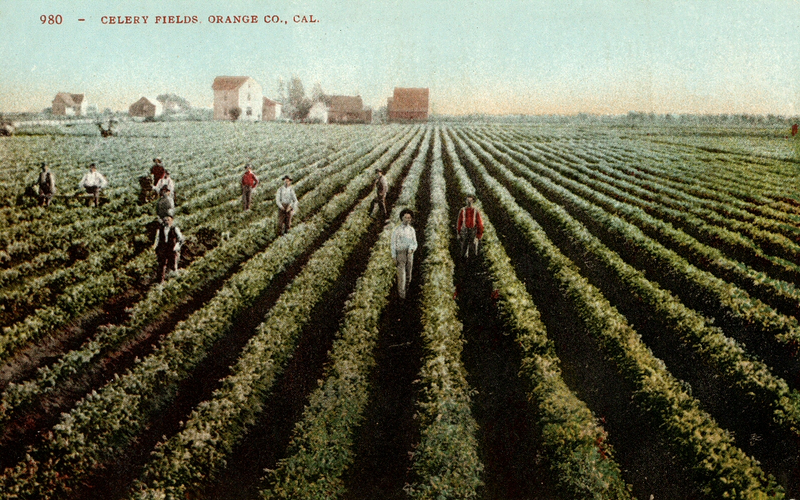 Illustration for article titled Photos of Orange County, Calif., When Oranges Actually Grew There